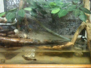 Mudskipper tank clearance